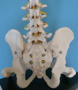 Bottom of pelvis (sitting bones) balanced on supporting surface