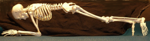 Skeleton doing plank