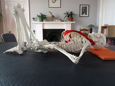 Model skeleton demonstrating the position for Alexander Technique lie-down practice