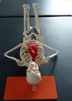 Model skeleton in the Alexander active rest position