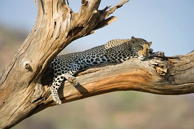 Leopard almost asleep yet alert