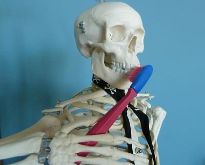 Skeleton brushing teeth