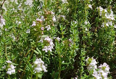 Photo of my thyme plant