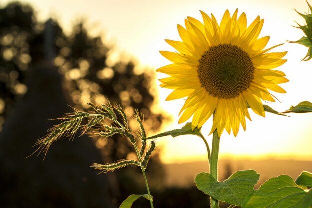 Photograph showing a sunflower with a floppy strand of grass next to it. I'm using this to illustrate the concept of posture