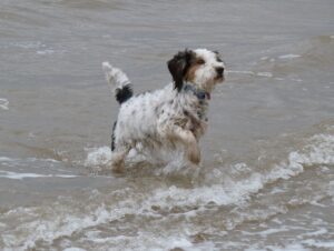 Our dog Mabel paddling in the sea