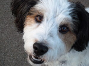 Our dog Mabel, close up of her face