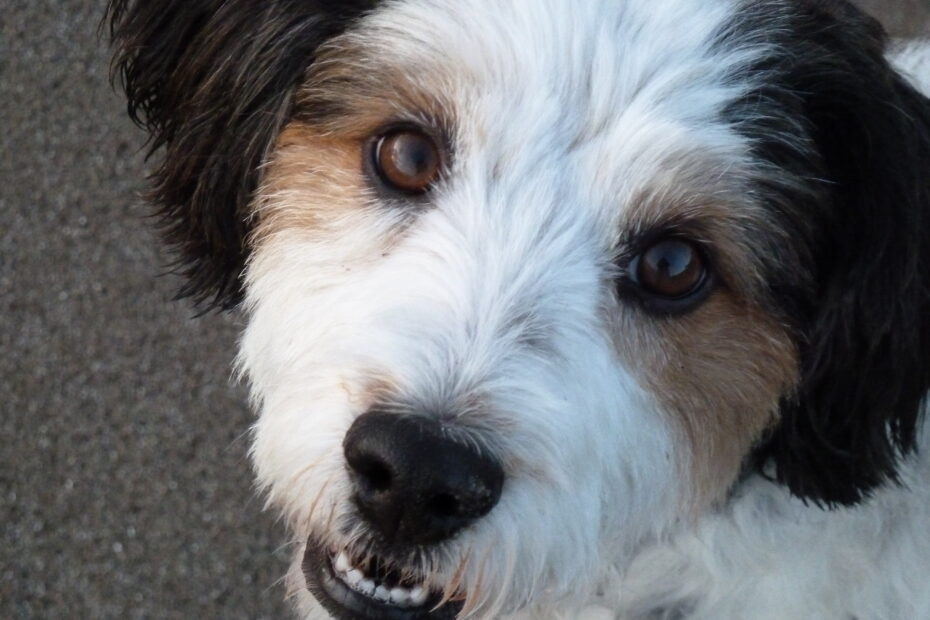 Our dog Mabel, close up of her face