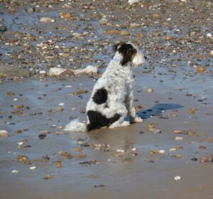 Our dog Mabel sitting on a beach