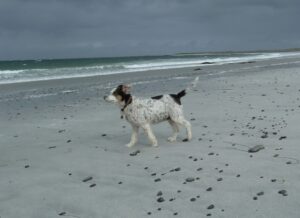 Our dog Mabel standing on a beach