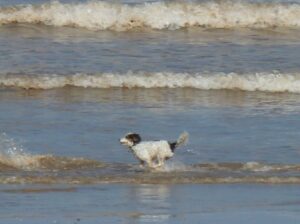 Photo of our dog Mabel running