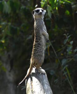 Photograph of a Meerkat standing upright on a log